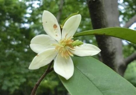 含笑花葉子變黃|含笑花好種嗎？可以吃嗎？含笑花風水、花語、功效&照顧要點 –